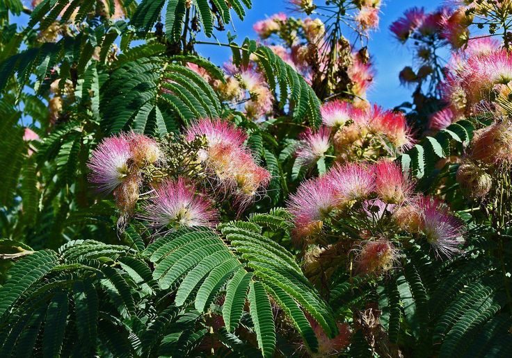 Mexican Mimosa vs Brazilian Mimosa
