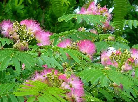 Mimosa Hostilis Tree: