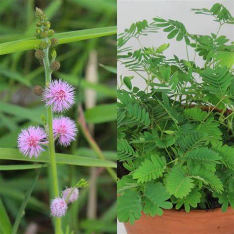 Mimosa pudica vs Mimosa tenuiflora