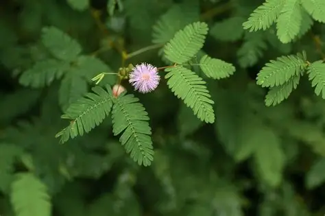 Mimosa pudica