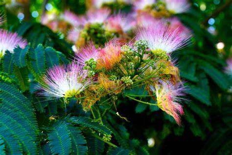 Mimosa tenuiflora
