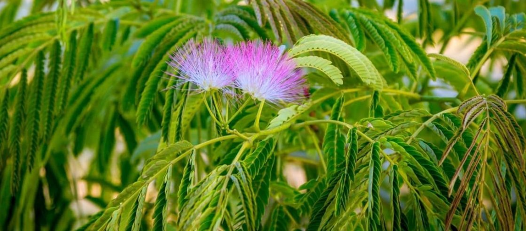 mimosa tenuiflora