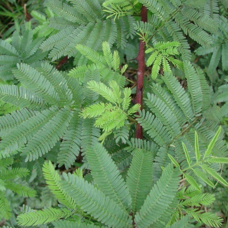 Mimosa tenuiflora root bark powder