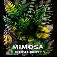 Mimosa Kush Mints Strain
