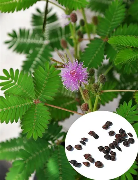 mimosa pudica seeds
