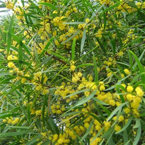 Acacia formosa