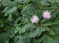 mimosa sensitive plant care