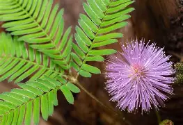 mimosa pudica plant care