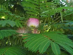 Mimosa Hostilis