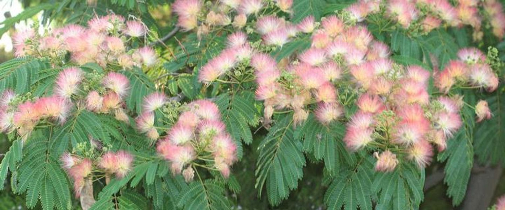 mimosa root