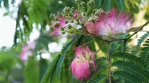 Tepezcohuite mimosa tenuiflora