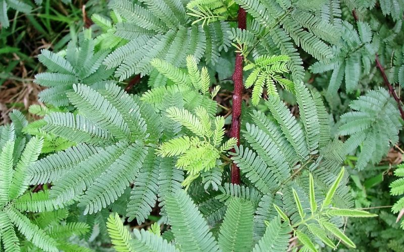 Mimosa tenuiflora tree