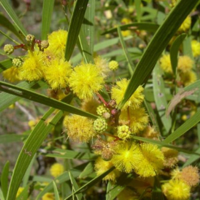 Acacia formosa