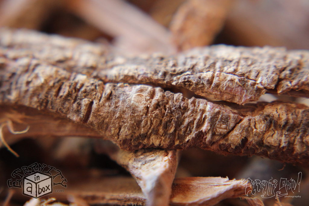 Acacia root