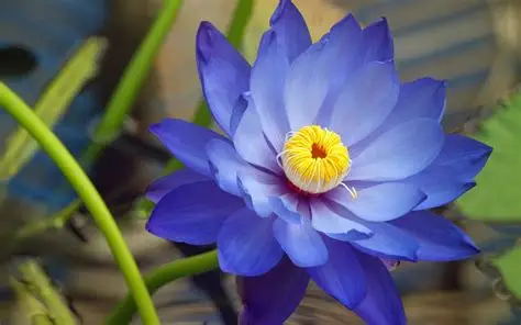 Egyptian blue lotus flowers