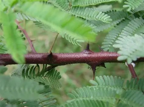 Jurema Plant